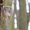 Pustik obecny - Strix aluco - Tawny Owl 4617